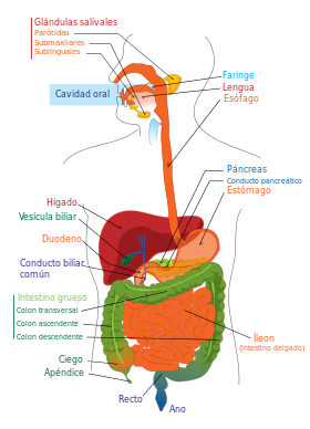 Digestive system diagram es.svg